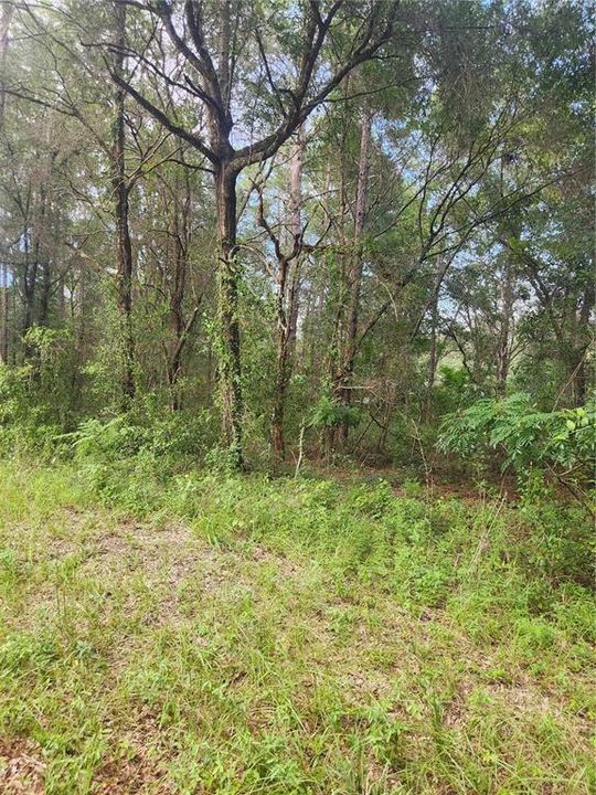 Recently Sold: $11,900 (0.22 acres)