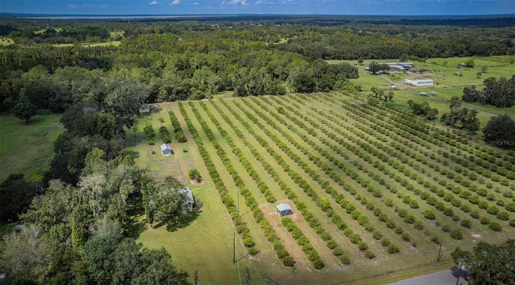 orange groves