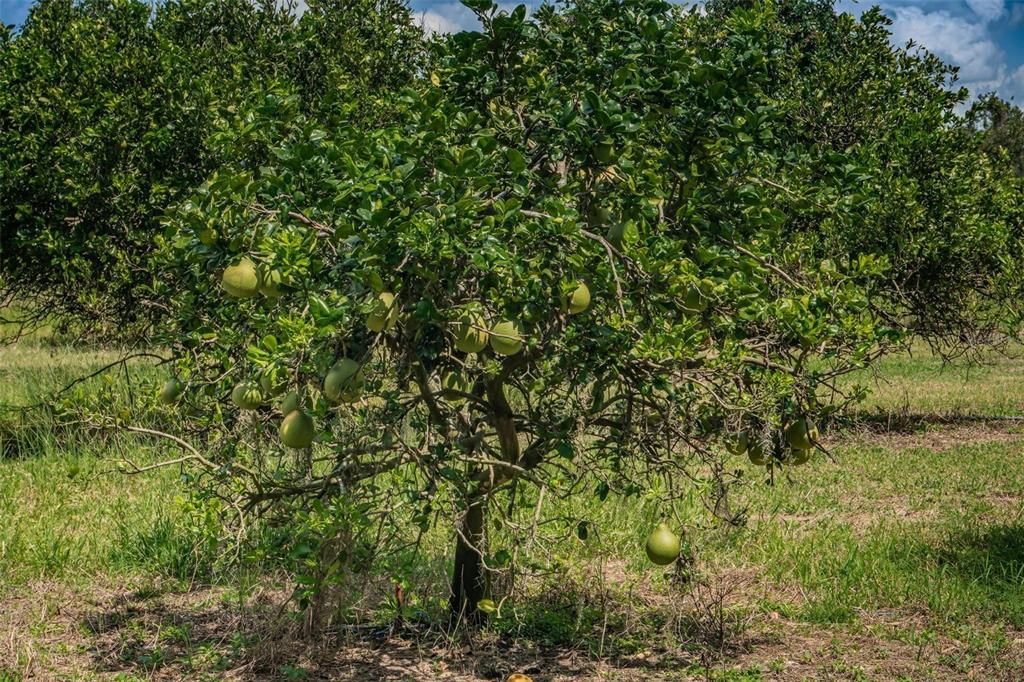 lots of fruit