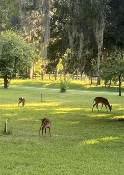 Mother deer w/twin babies