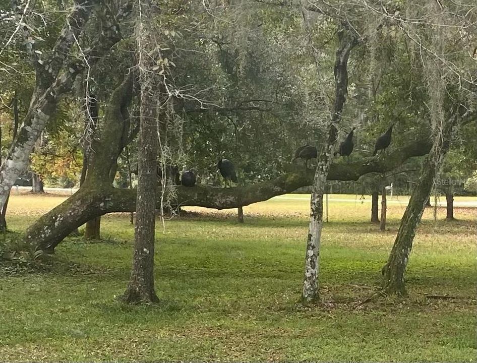 Roosting Wild Turkeys