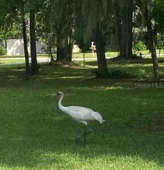 Highly endangered Whooping Crane