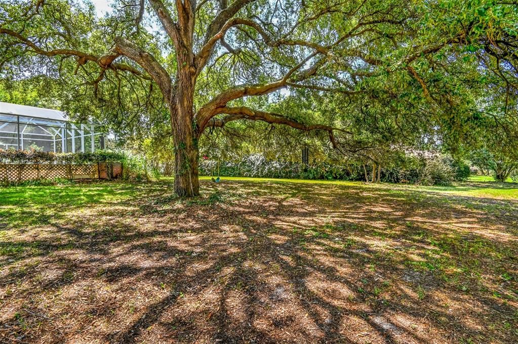 Beautiful side yard shaded by this wonderful Oak