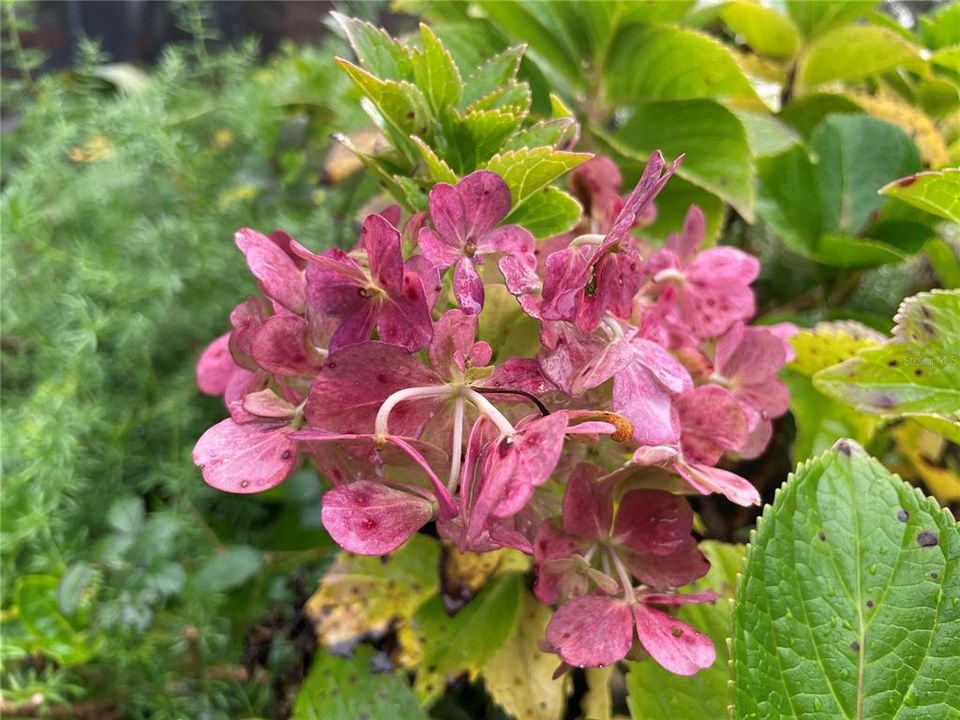 Flowers on Property