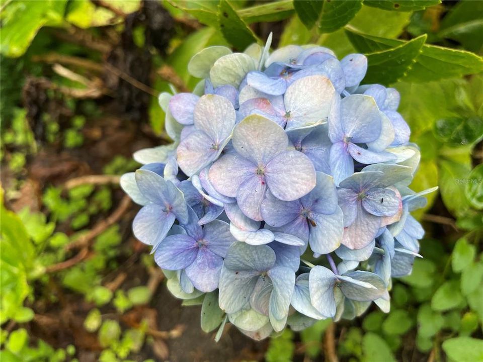 Flowers on Property