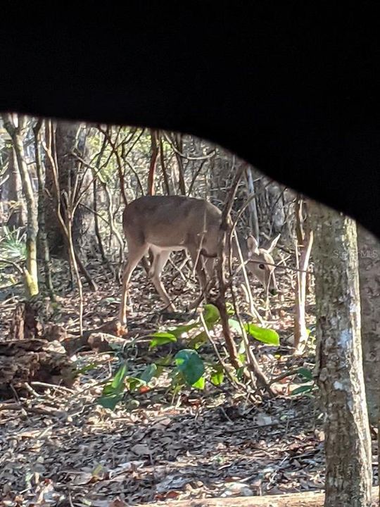 Vendido Recientemente: $110,000 (3.00 acres)