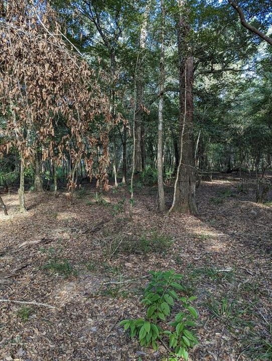 最近售出: $110,000 (3.00 acres)