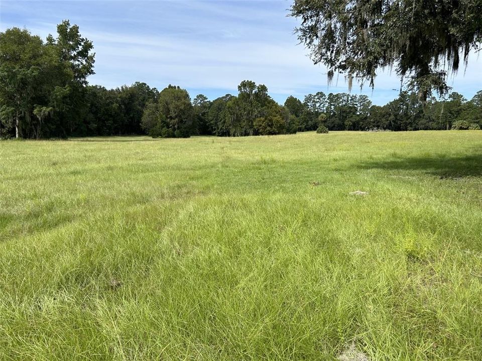 Good quality pasture