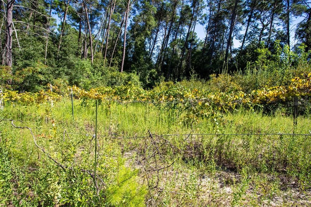 Недавно продано: $65,000 (2.56 acres)