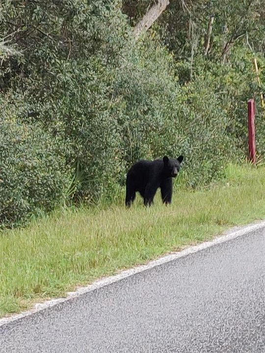 Lots of deer, turkey and even bear once in a while