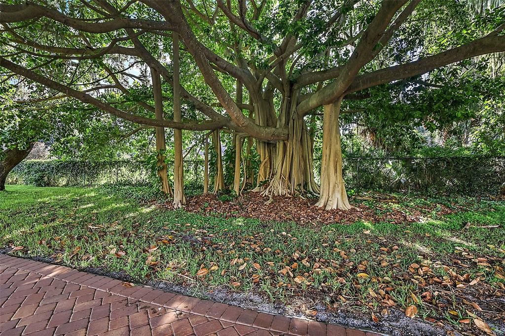 The current owners purchased the adjoining parcel to protect the beautiful Banyan Tree!