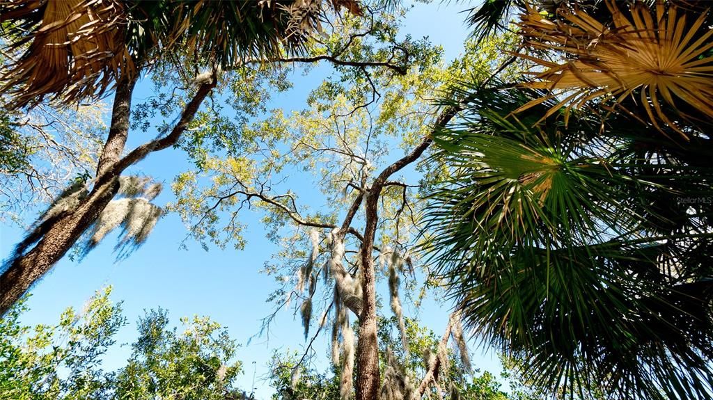 The beautiful canopy alongside the trails in the Recreation Area.