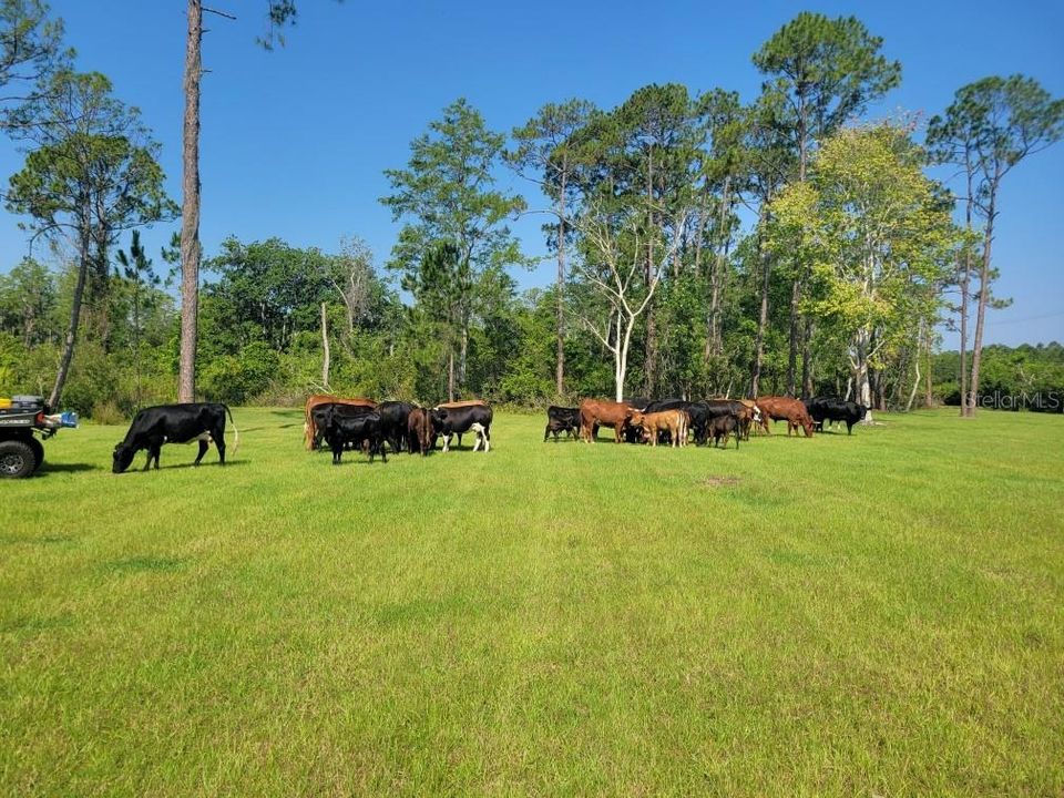 Approx. 20 head of cattle
