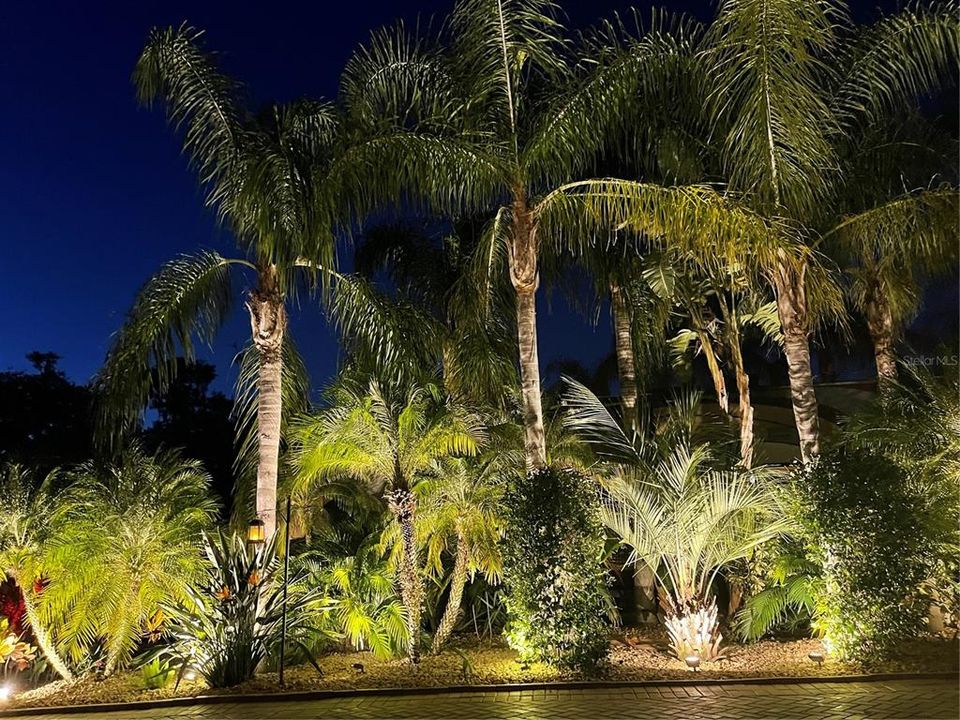 Majestic palms at night are well lite for ambient lighting