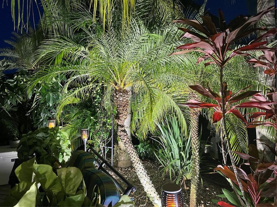 The diversity of tropical foilage and palms is magnificent