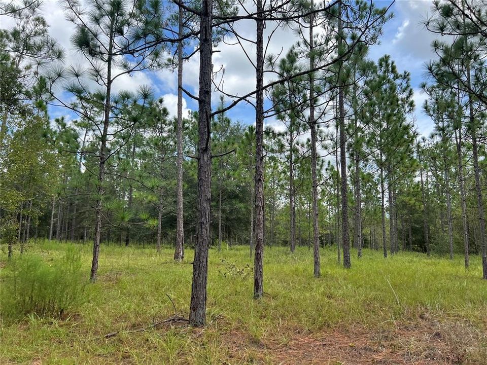 Recently Sold: $372,000 (31.00 acres)