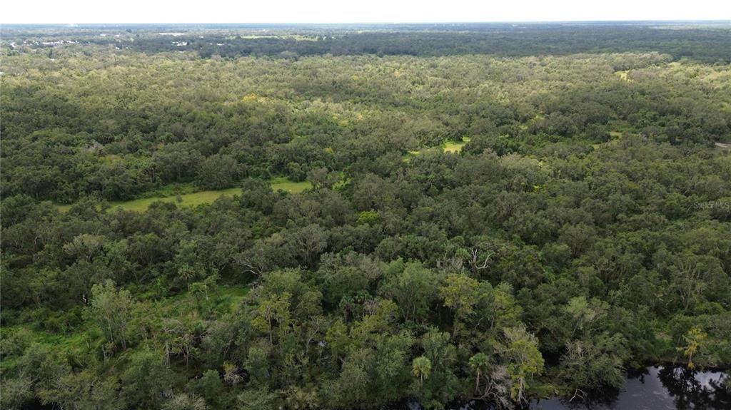 Gorgeous native woods and hammocks