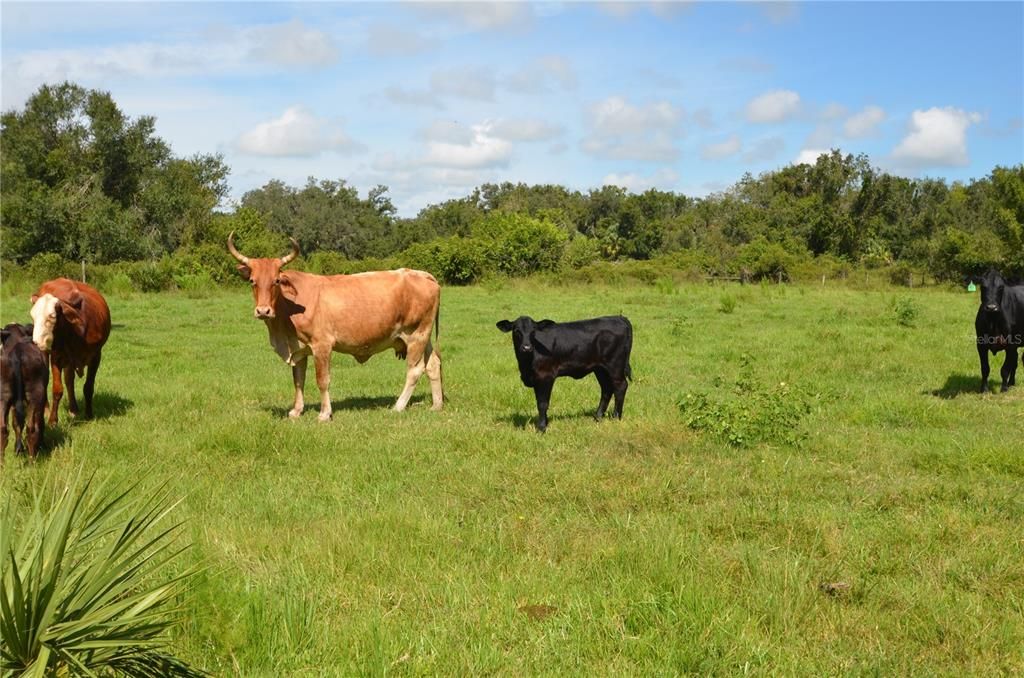 Cattle Grazing