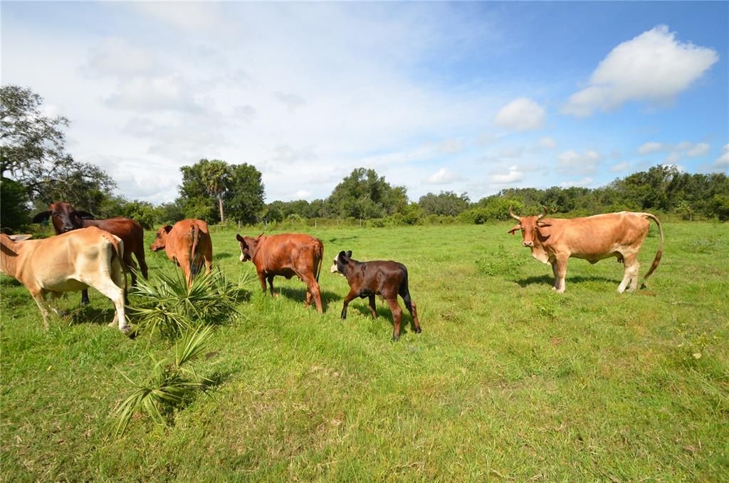 Cattle Ranching