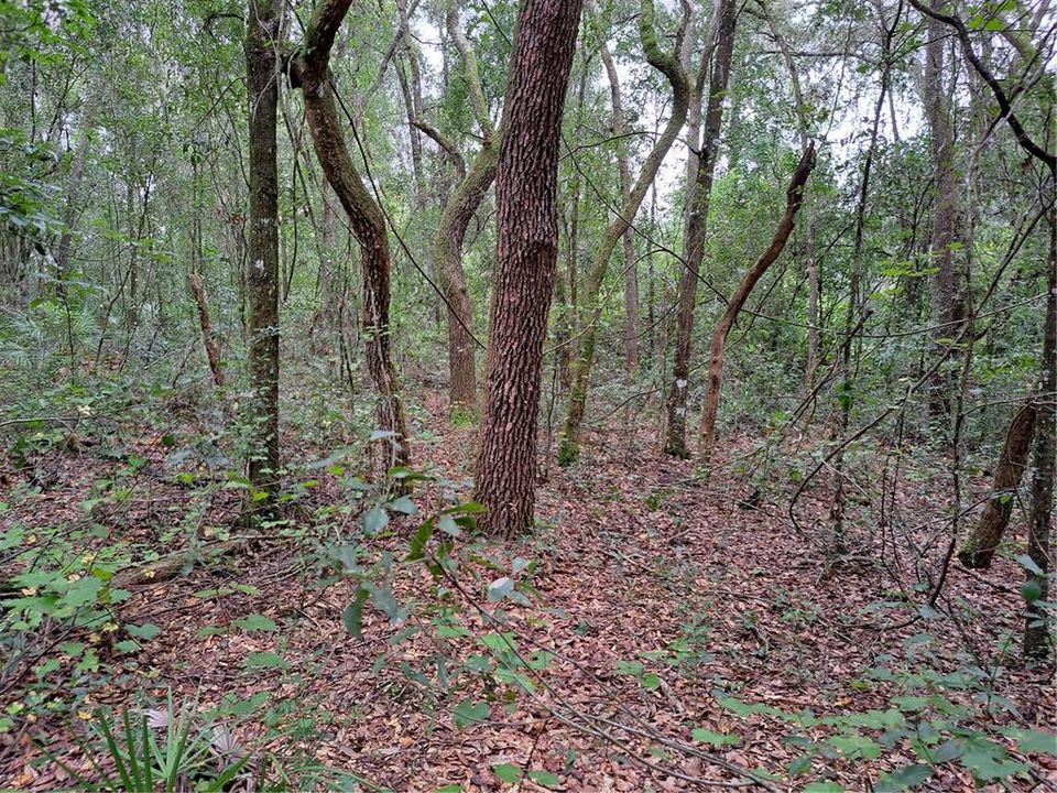 Recently Sold: $39,000 (1.16 acres)