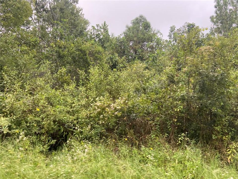 En Venta: $10,000 (1.25 acres)