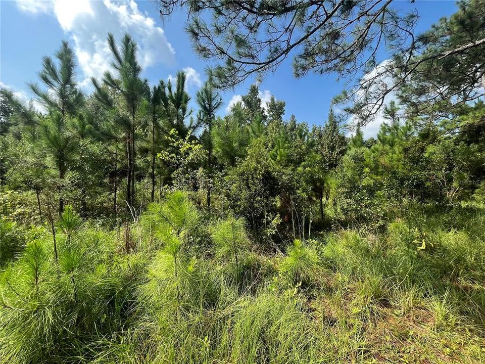 Recently Sold: $55,000 (1.51 acres)