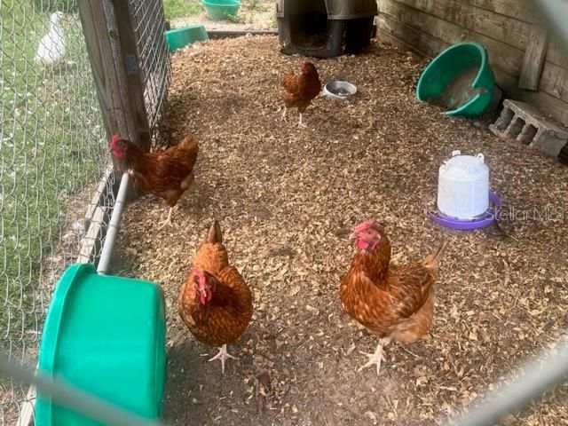 chickens