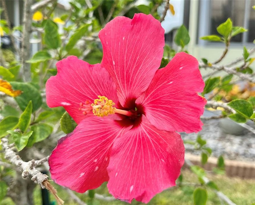 Hibiscus at front door.