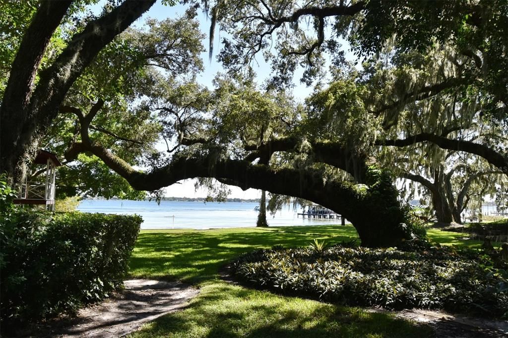 Majestic oaks, looking out to the lakefront