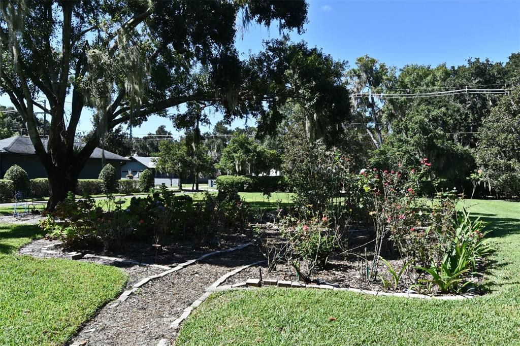 Rose garden in the front yard