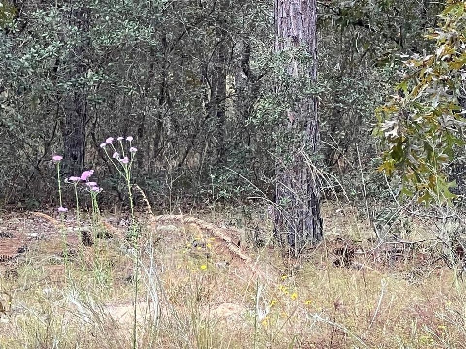 最近售出: $8,900 (0.25 acres)