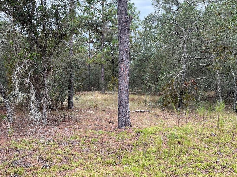 Recently Sold: $8,900 (0.25 acres)