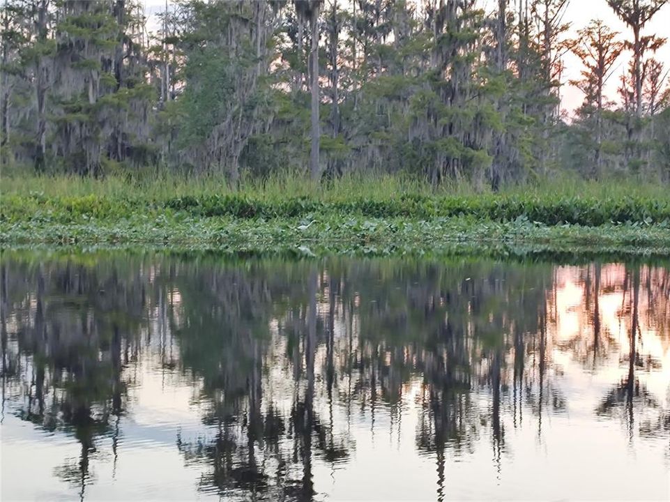 Another view of the Ocklawaha Rive