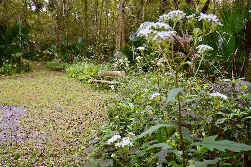 You enter a walking trail Sanctuary type   area