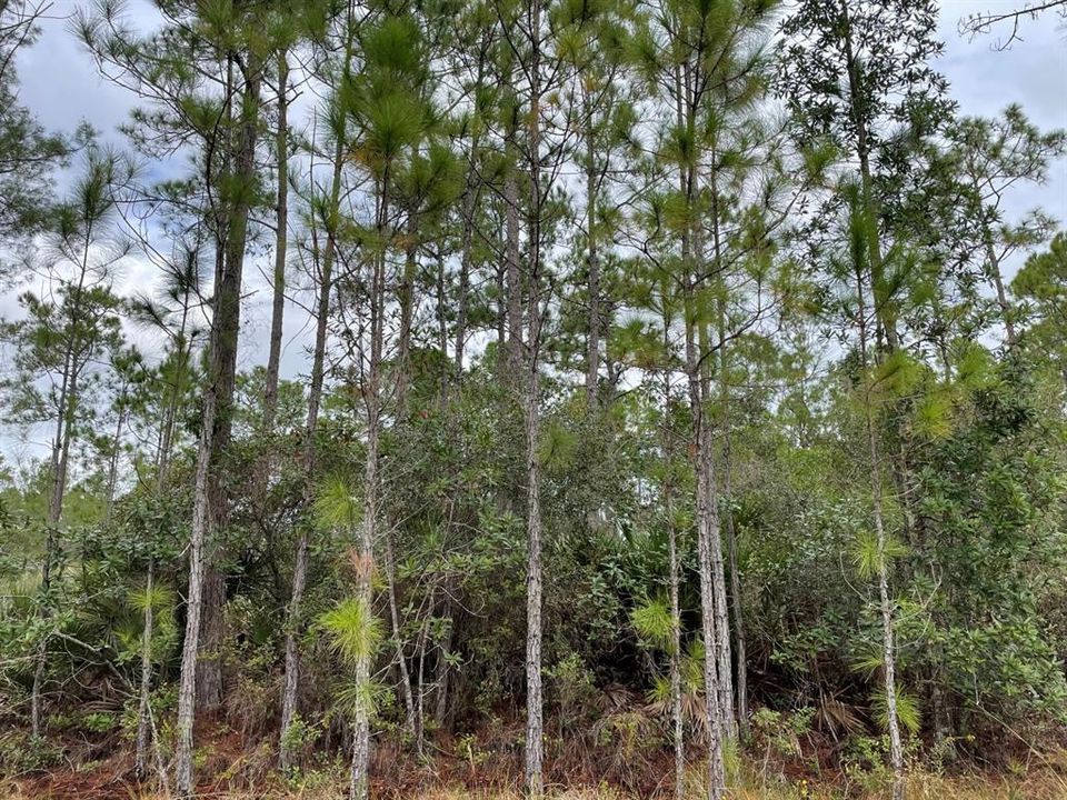 Vendido Recientemente: $99,000 (2.50 acres)