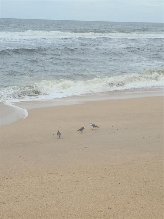 Birds at  Canaveral SeaShore