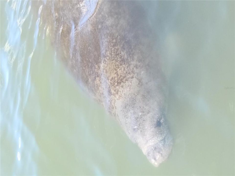 Manatee at the dock