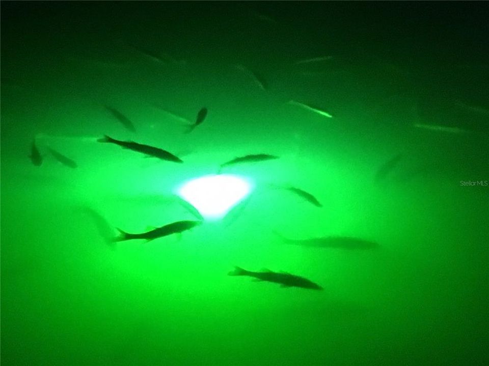 Dock light...Perfect for fishing enthusiasts!