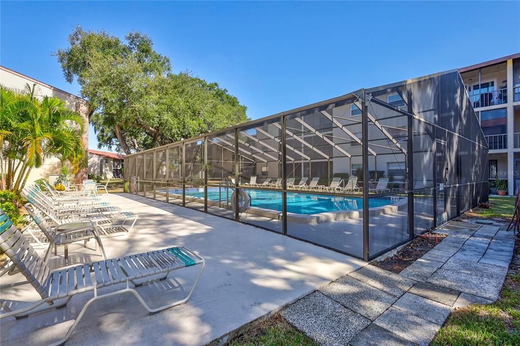 Screened pool with loungers