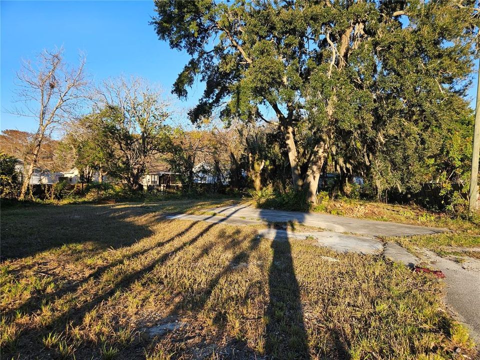 Huge Century Oak gives shade