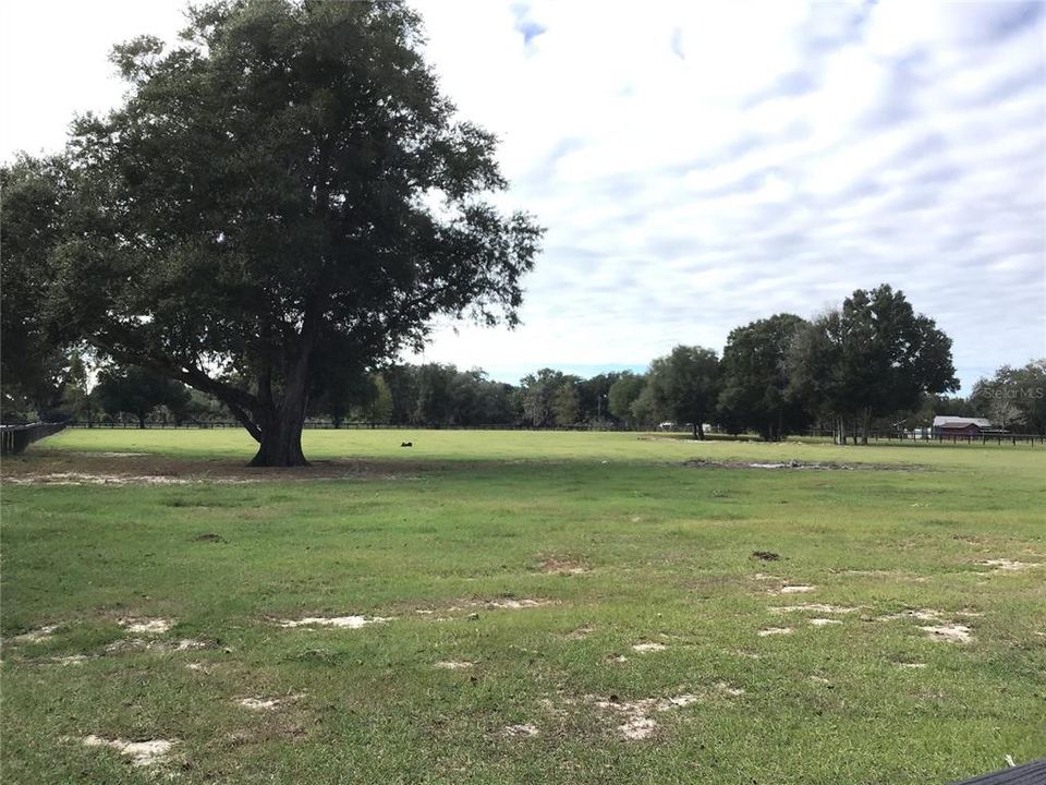 Nice grass pasture with big oak trees