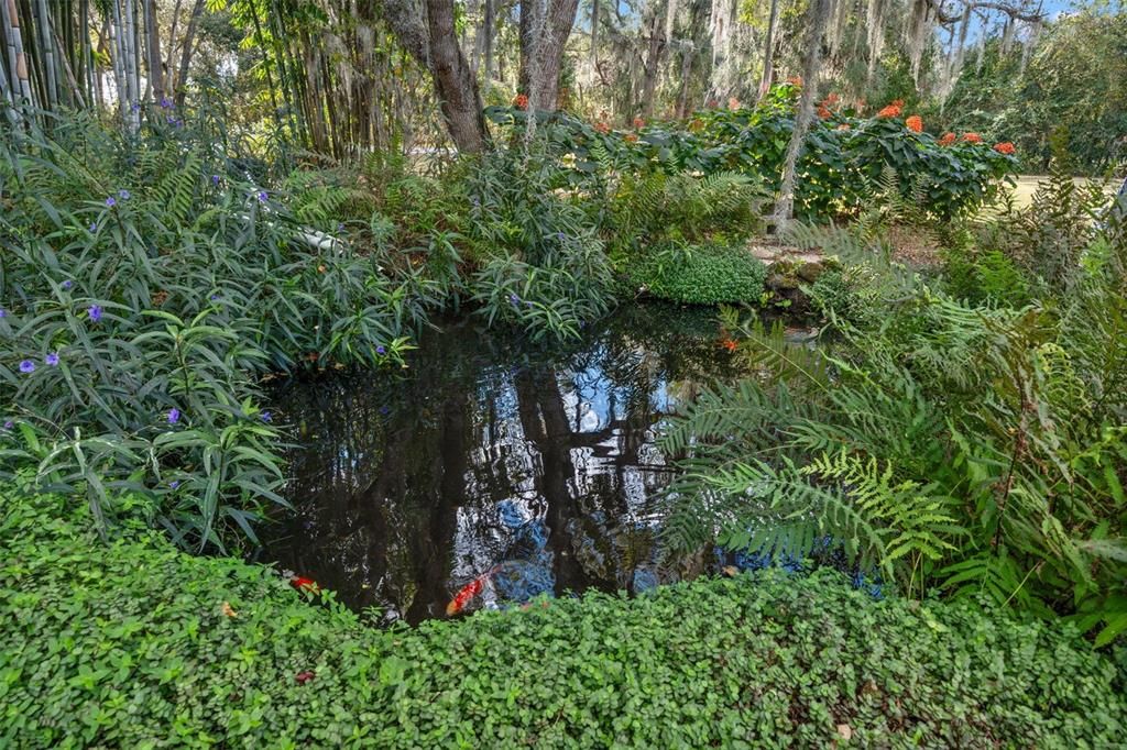 Freshwater Koi pond
