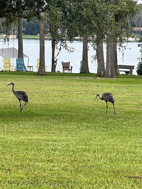 Private lakeside beach and Florida wildlife visitors on the property