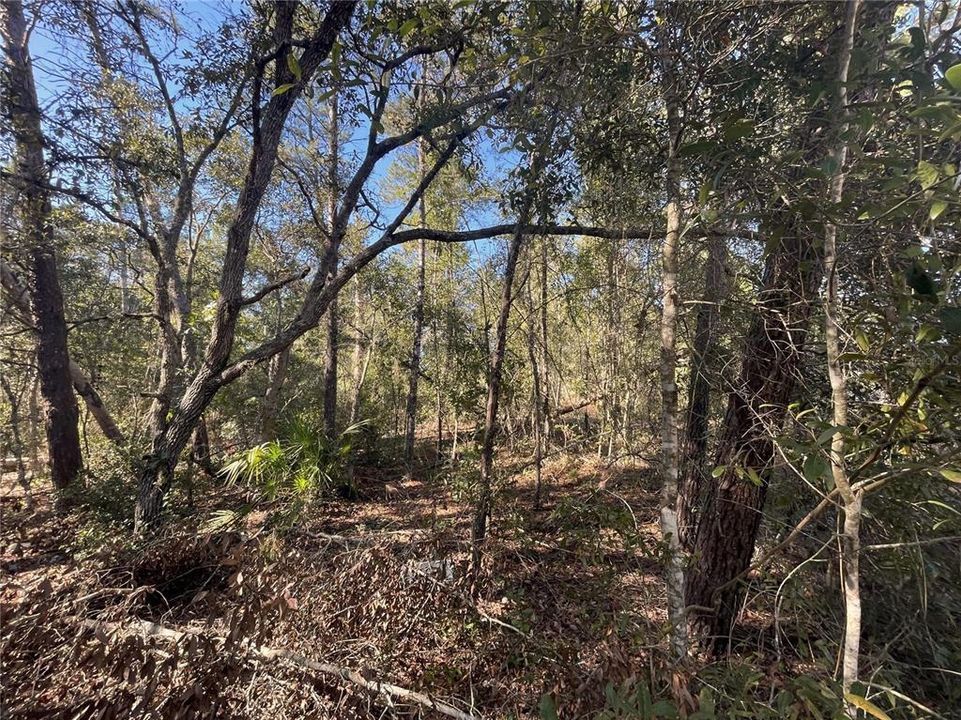 Recently Sold: $14,500 (0.99 acres)