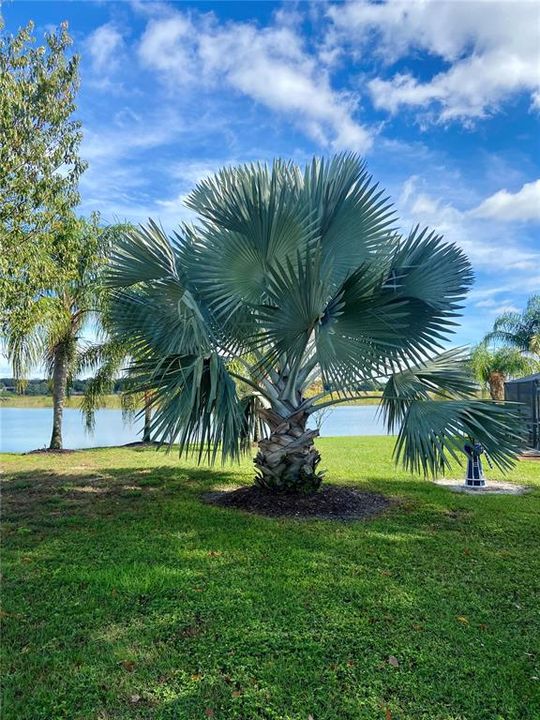 Mature Palms