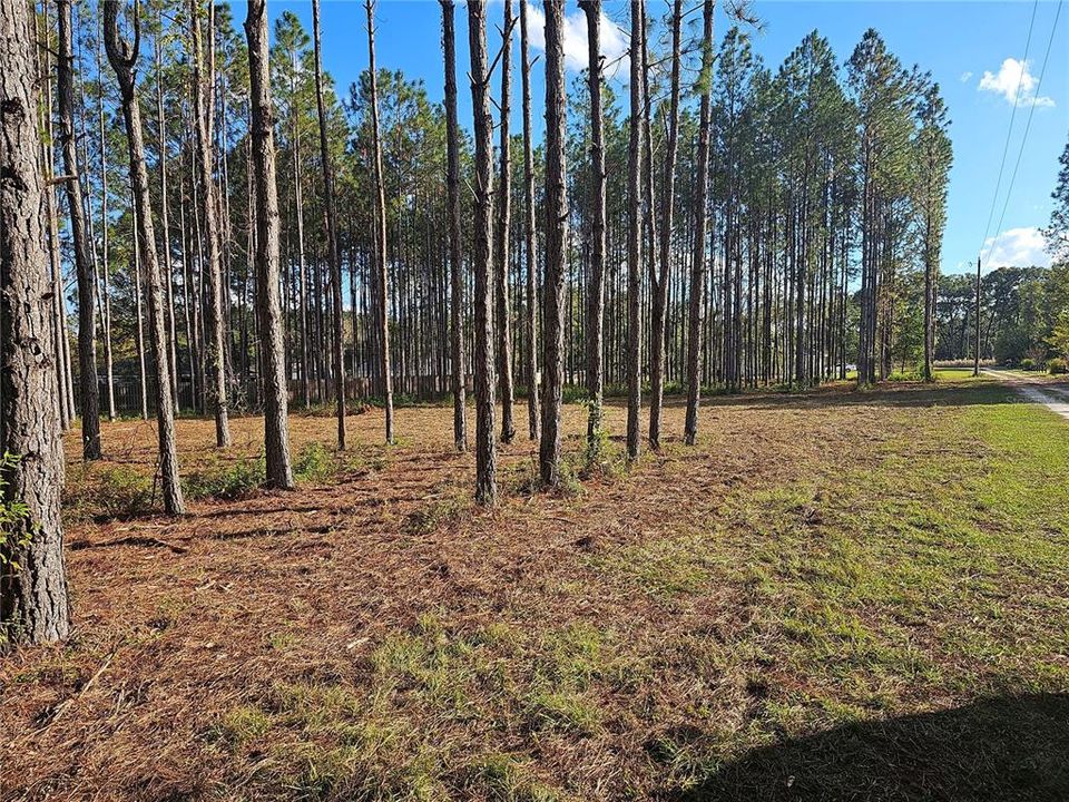 North edge of the property facing Southeast.