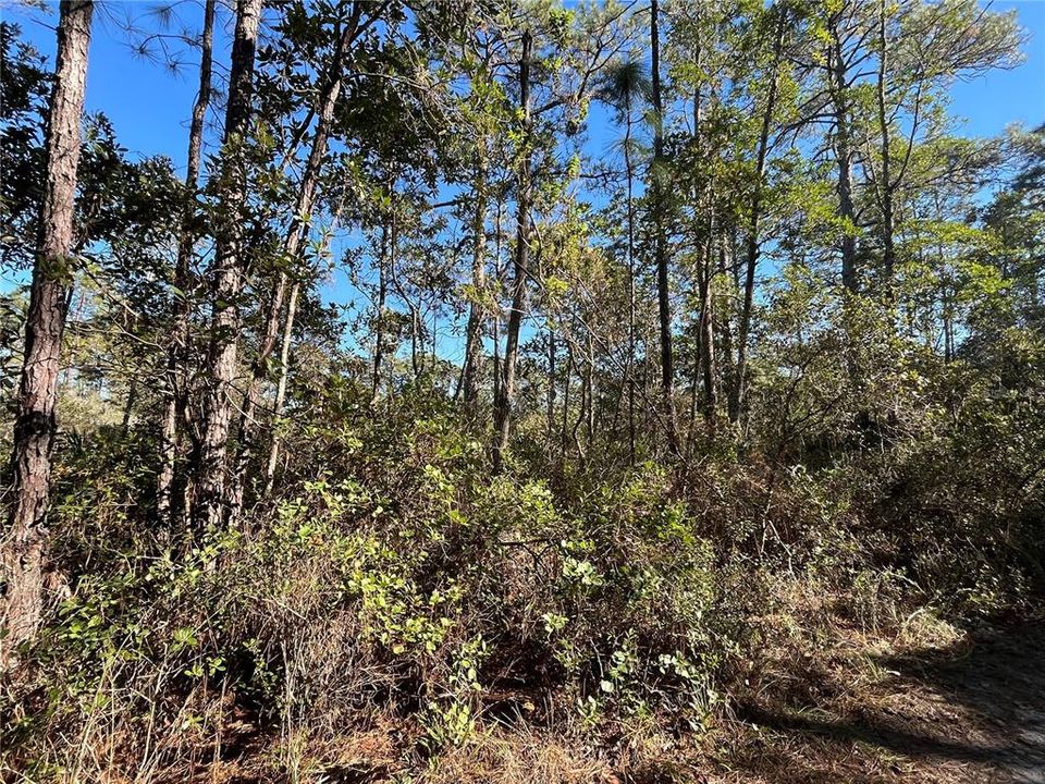 Recently Sold: $19,500 (1.16 acres)