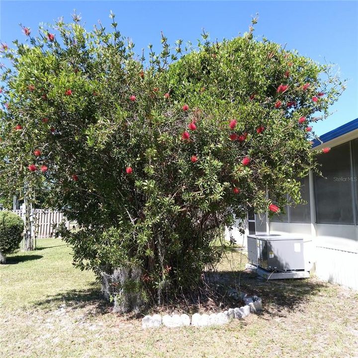 Beautiful Botttlebrush Tree