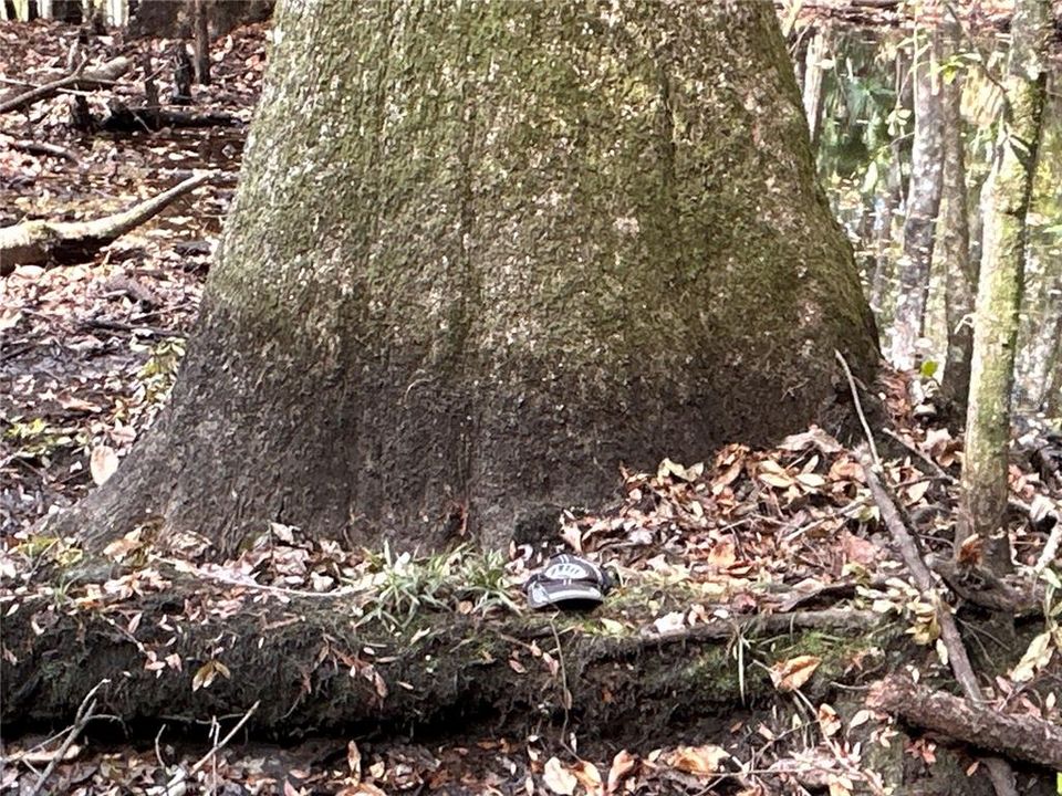 Large Tupelo Gum tree.