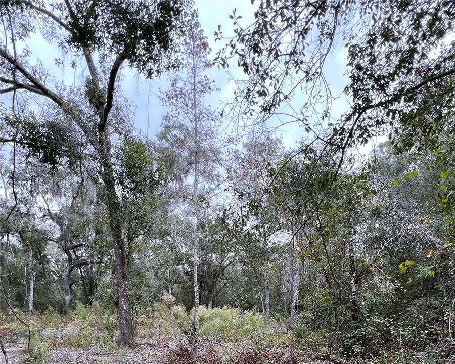 En Venta: $23,000 (0.61 acres)